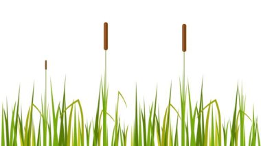 Güzel kamış videosu. 4k çözünürlüğü.