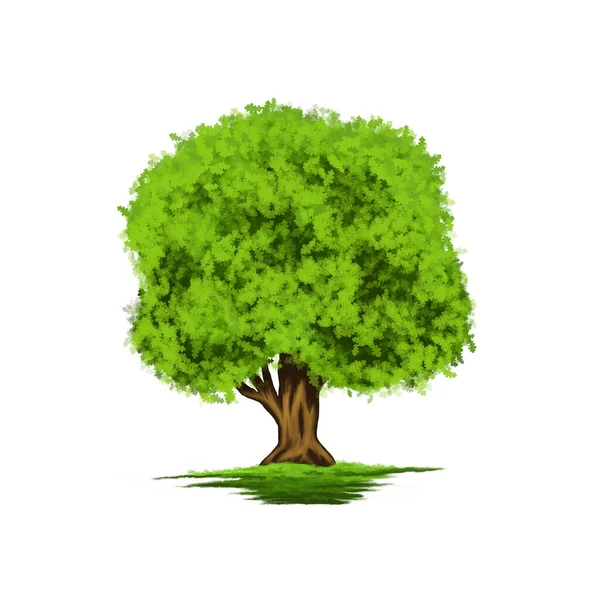 Зелене Дерево Дуб Ізольована Ілюстрація Білому Тлі — стокове фото
