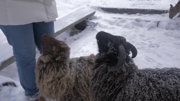 Sluiten van schapen met de hand gevoede groenten in de besneeuwde winterboerderij — Stockvideo