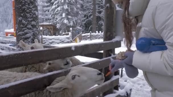 Крупным планом овец, покормленных женскими овощами на снежной зимней ферме — стоковое видео