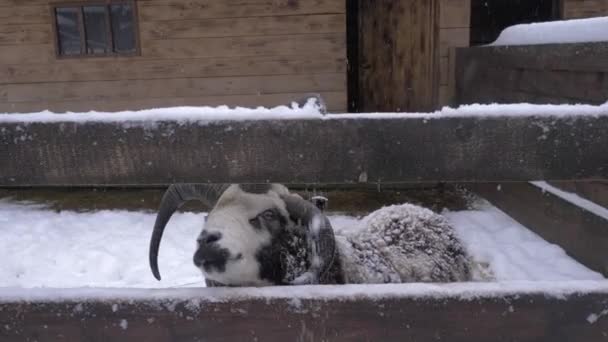 Gros plan de Jacob moutons nourris à la main légumes dans la ferme d'hiver enneigée — Video