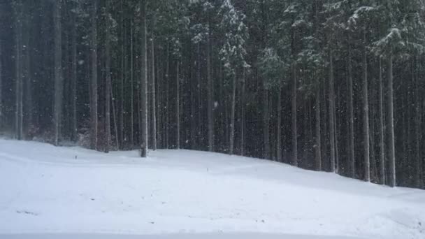 美しい黒と白の雪の冬の森の風景。雪の地面に白い雪片が降っている。背景に古い松の木 — ストック動画