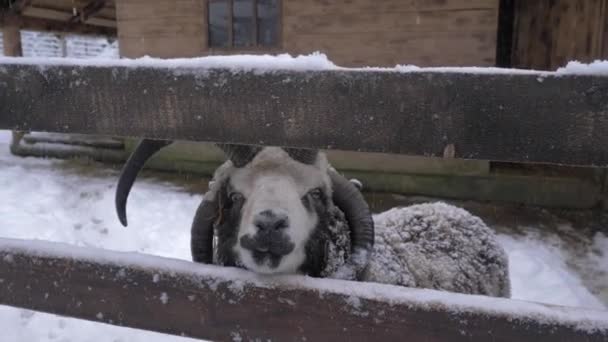 Nahaufnahme von Jakobsschafen, die Schnee lecken und Kopf heben — Stockvideo
