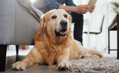 Dog lying down at home, his owner is sitting on the couch watching the tablet and ignoring him