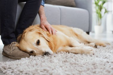Man relaxing at home and cuddling his dog in the living room