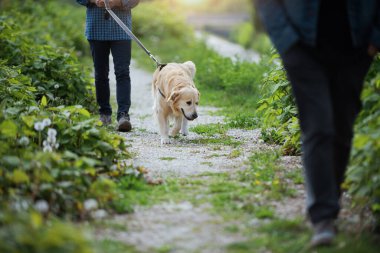 Man and dog walking together in nature, healthy lifestyle and pet care concept