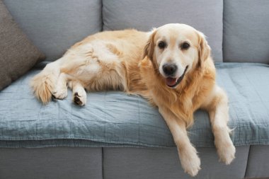 Cute lovely dog lying down and relaxing on the couch at home, pet lifestyle