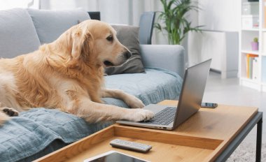Funny cute dog lying on the sofa at home and watching the laptop screen, pets and technology concept