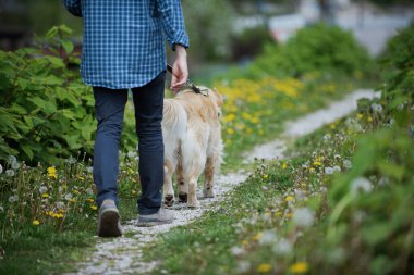 Man and dog walking together in nature, healthy lifestyle and pet care concept