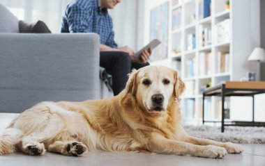 Dog lying down at home, his owner is sitting on the couch watching the tablet and ignoring him