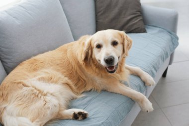 Cute lovely dog lying down and relaxing on the couch at home, pet lifestyle
