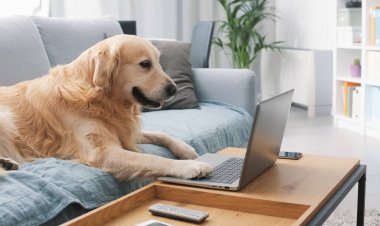 Funny cute dog lying on the sofa at home and using the laptop, pets and technology concept