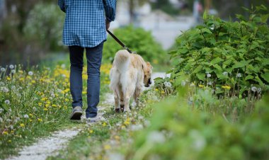 Man and dog walking together in nature, healthy lifestyle and pet care concept