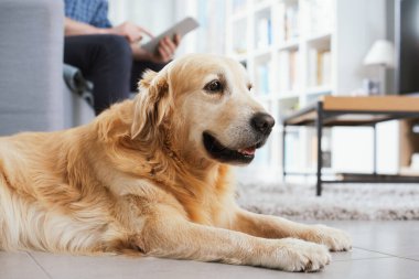Dog lying down at home, his owner is sitting on the couch watching the tablet and ignoring him