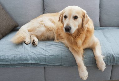 Cute lovely dog lying down and relaxing on the couch at home, pet lifestyle