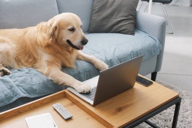 Funny cute dog lying on the sofa at home and using the laptop, pets and technology concept