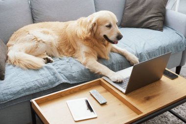 Funny cute dog lying on the sofa at home and watching the laptop screen, pets and technology concept