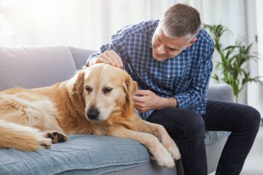 Pet owner spending time with his dog at home in the living room