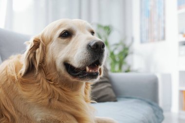 Cute lovely dog lying down and relaxing on the couch at home, pet lifestyle