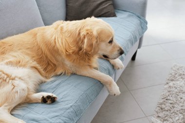 Cute lovely dog lying down and relaxing on the couch at home, pet lifestyle