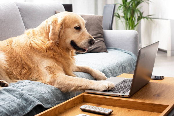 Funny cute dog lying on the sofa at home and using the laptop, pets and technology concept