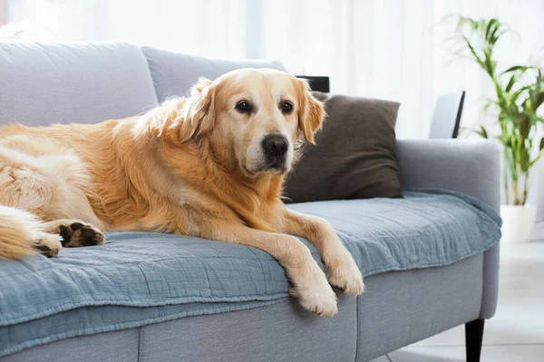 Cute Lonely Dog Lying Couch Home Looking Camera — Stockfoto