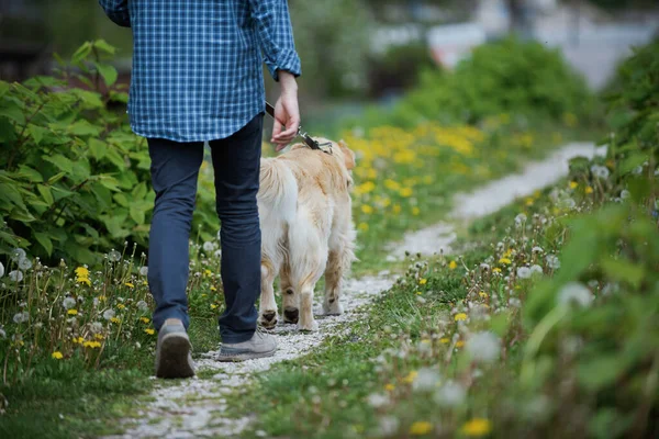 Man Dog Walking Together Nature Healthy Lifestyle Pet Care Concept — Stok fotoğraf