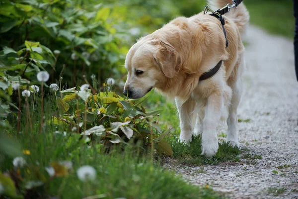 Happy Dog Spending Time Outdoors Walking Smelling Grass — Stok fotoğraf