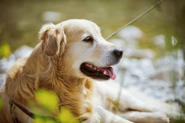 Happy Dog Spending Time Outdoors Lying Relaxing — Stok fotoğraf