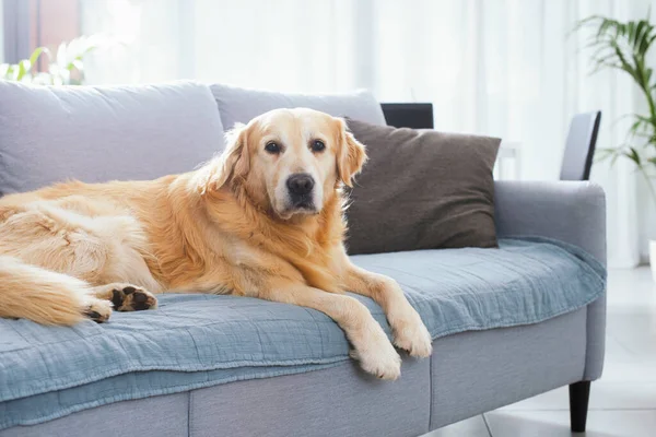 Cute lonely dog lying down on the couch at home and looking at camera
