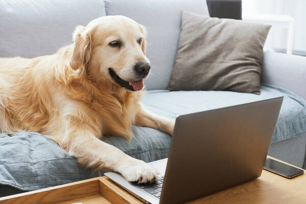 Funny cute dog lying on the sofa at home and using the laptop, pets and technology concept