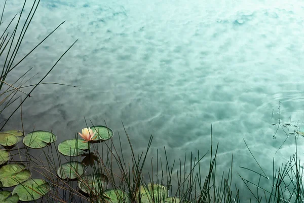 Rose Jaune Nénuphar Avec Feuilles Vertes Dans Nuage Blanc Ciel — Photo