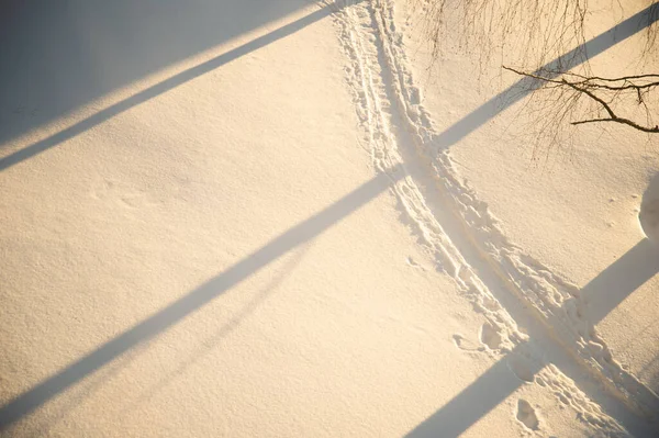 White Snow Fall Morning Sunlight Shadow Tree Branch Winter Nature — Stockfoto