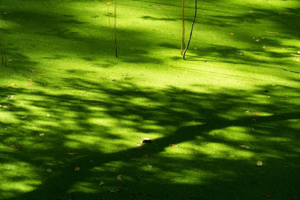 Green Duckweed Exotic Tropical Pond Light Shadow Tree Nature Background —  Fotos de Stock