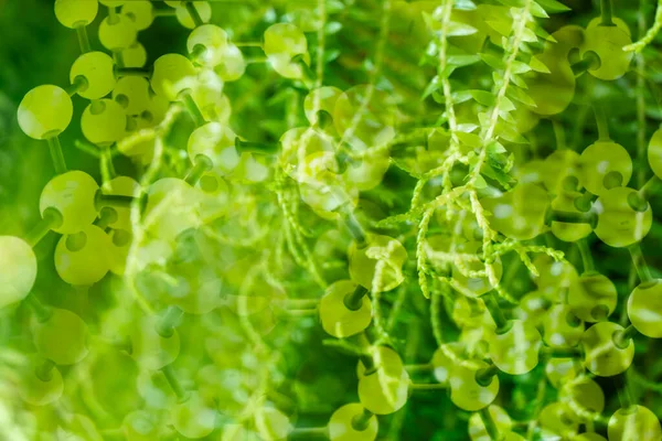 Bright Green Leave Nature Chemical Molecular Structure Biological Science Background — Foto de Stock