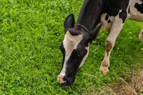 牧地牛头放牧的布景 — 图库照片