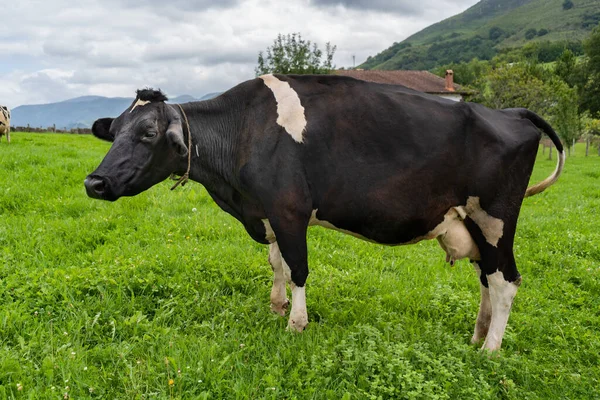 奶牛在牧场上吃草 田野里有黑白相间的奶牛 — 图库照片