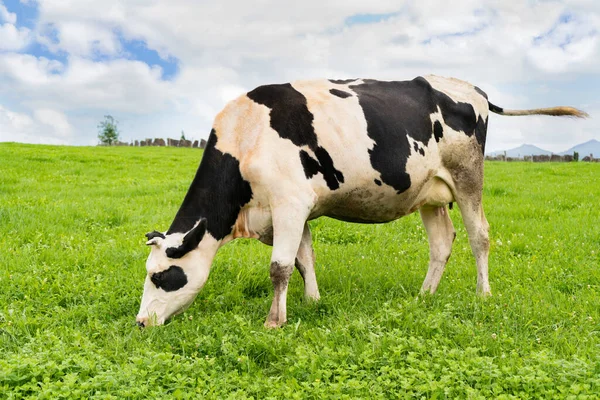 奶牛在牧场上吃草 绿色自然农场的黑白奶牛 — 图库照片