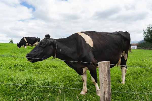 奶牛在牧场上吃草 奶牛在绿色的自然田里 — 图库照片