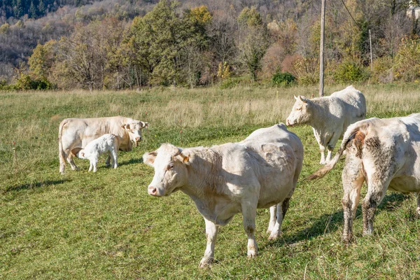 奶牛在牧场上吃草 白色奶牛自然农场景观 — 图库照片