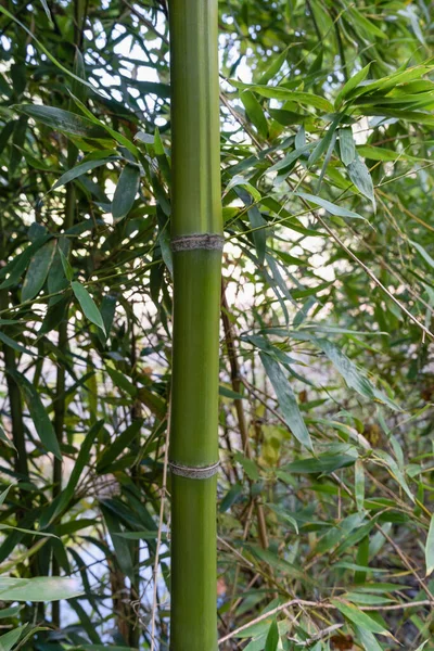 Bambus Las Naturalne Tło — Zdjęcie stockowe