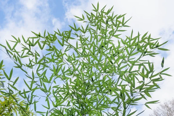Bamboe Bladeren Landschap Blauwe Lucht Achtergrond — Stockfoto