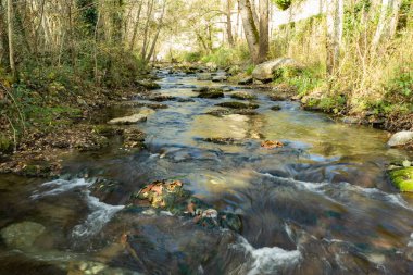 Bahar ormanı nehir manzarası. Güzel manzara, rahatlatıcı nehir manzarası. Çevre doğa kavramı.