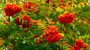 Yaban mersini, yaban mersini, sonbaharın başlarında, yeşil ve sarı yapraklar.