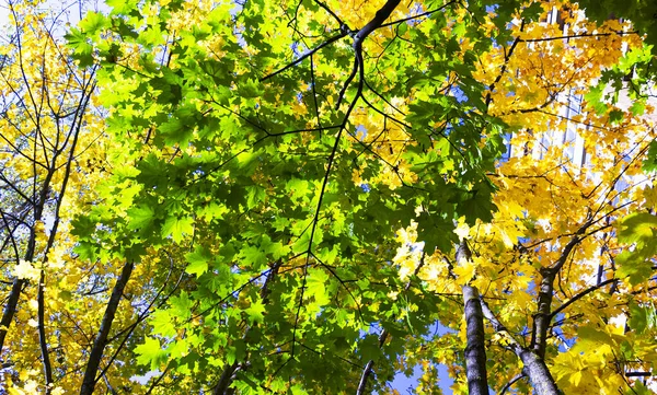 Őszi Erdő Perspektívája Zöld Sárga Juharfalevéllel — Stock Fotó