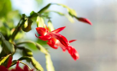 Gözleri bağlı beyaz bir alçıtaşı erkek heykeli. David 'in başı. Yayın materyali Minsk 3.11.2021