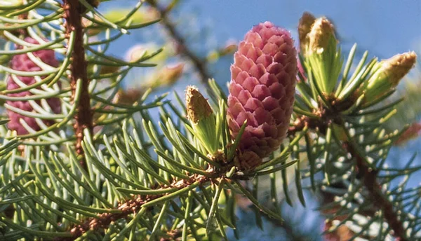 Spruce Small Red Cones Late Spring Sunny Day Pine Cones — Stock Photo, Image