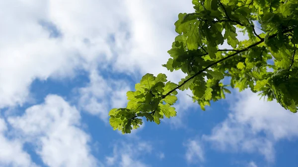 白い雲と澄んだ青い空に対してカエデの木に緑の葉 — ストック写真