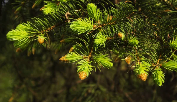 Fir Tree Small Cones Macro Soft Focus — Stock Photo, Image