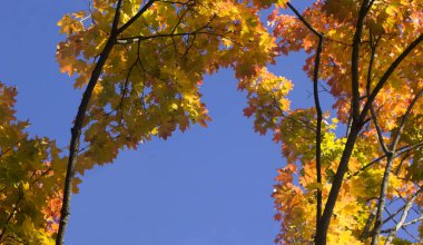 Maple branches with golden leaves against the blue autumn sky